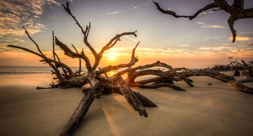 "Erosion" in 4K - Driftwood Beach, Jekyll Island, GA